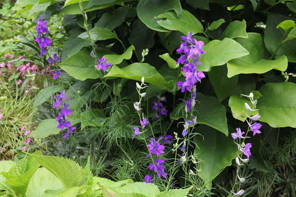 Apartments Villa Kalinić Njivice