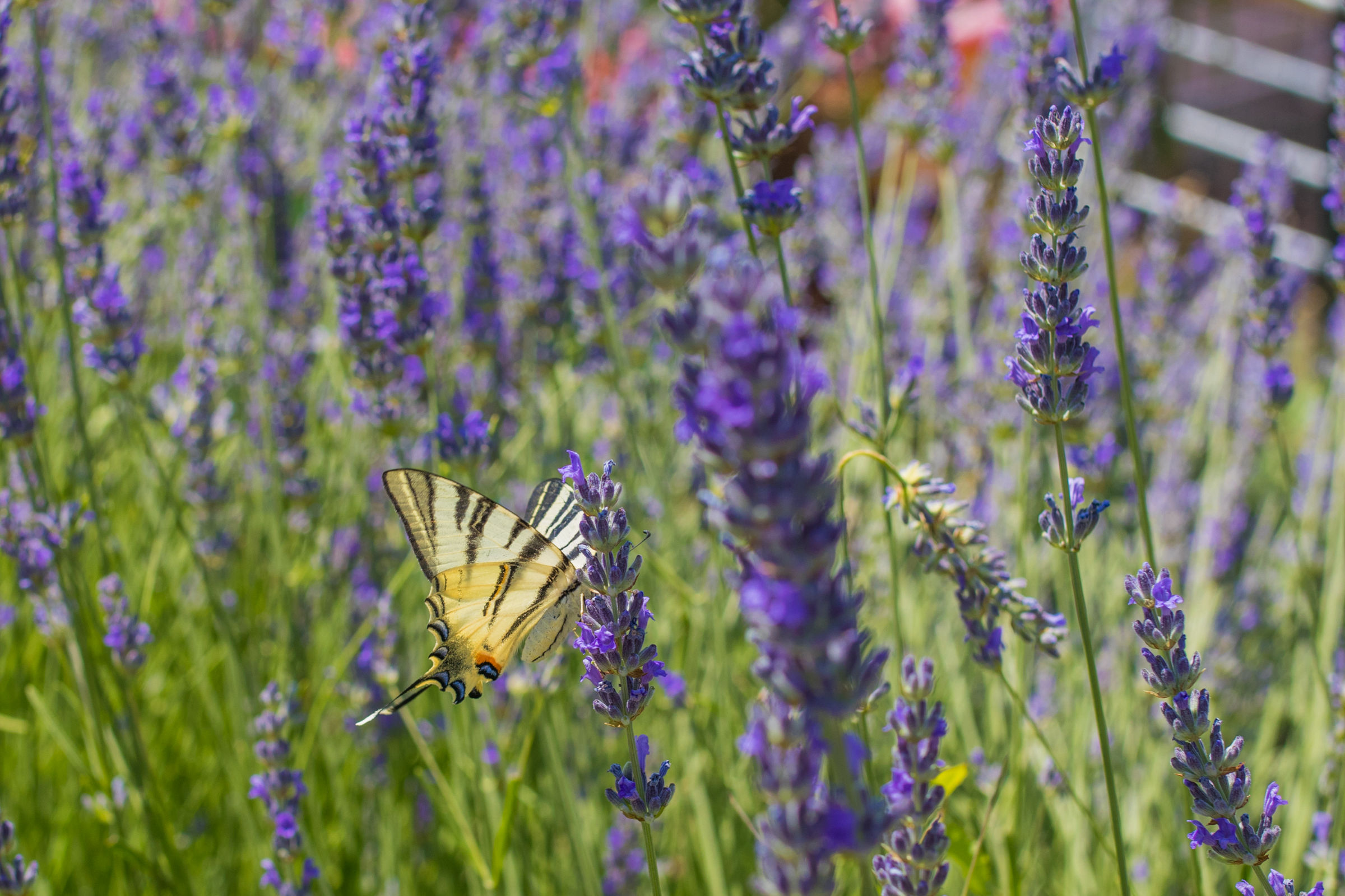 Apartments Villa Kalinić Njivice